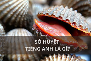 Sò huyết tiếng Anh là gì? Cách phát âm và tên bộ phận sò huyết