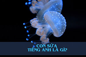 Con sứa tiếng Anh là gì? Cách phát âm jellyfish và tên các loài sứa