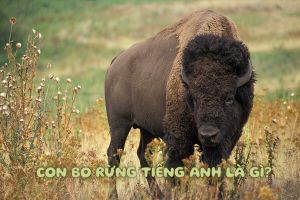 Con bò rừng tiếng Anh là gì? Cách đọc đúng từ bison theo phiên âm