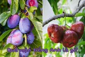 Quả mận tiếng Anh là gì? Cách đọc từ quả mận chuẩn phiên âm