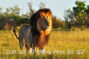 Con sư tử tiếng Anh là gì? Cách đọc từ lion theo giọng chuẩn quốc tế