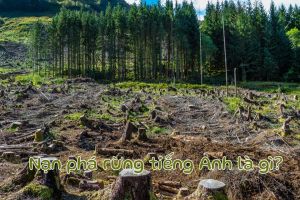 Nạn phá rừng tiếng Anh là gì? Cách dùng từ deforestation chuẩn và dễ nhớ