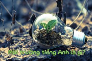 Môi trường tiếng Anh là gì? Phân biệt environment và ambience