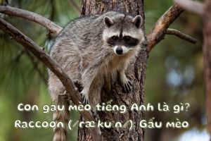 Con gấu mèo tiếng Anh là gì? Hướng dẫn phát âm đúng từ raccoon