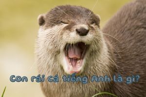 Con rái cá tiếng Anh là gì? Cách đọc chuẩn từ otter theo phiên âm