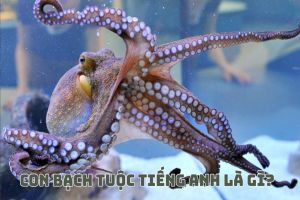 Con bạch tuộc tiếng Anh là gì? Cách phát âm từ octopus theo IPA
