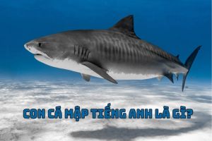 Con cá mập tiếng Anh là gì? Cách phát âm từ shark theo giọng Anh và Mỹ