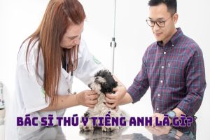 Bác sĩ thú y tiếng Anh là gì? Cách phát âm từ veterinarian chuẩn quốc tế