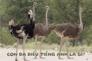 Con đà điểu tiếng Anh là gì? Cách phát âm từ ostrich theo 2 giọng quốc tế