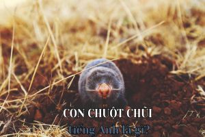 Con chuột chũi tiếng Anh là gì? Nét nghĩa khác và idioms liên quan