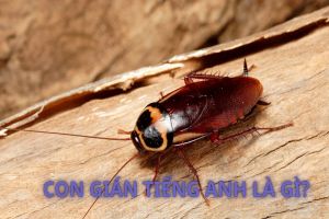 Con gián tiếng Anh là gì? Cách phát âm cockroach và tên các loài gián