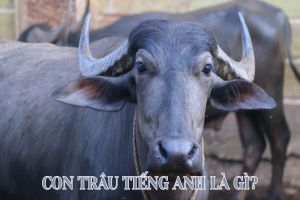 Con trâu tiếng Anh là gì? Hướng dẫn đọc buffalo theo giọng quốc tế