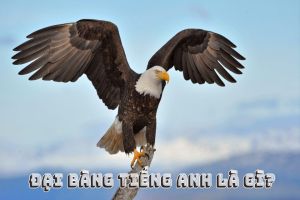 Đại bàng tiếng Anh là gì? Cách phát âm eagle  theo phiên âm IPA