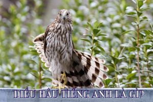 Diều hâu tiếng Anh là gì? Phát âm hawk, tên gọi các loại diều hâu