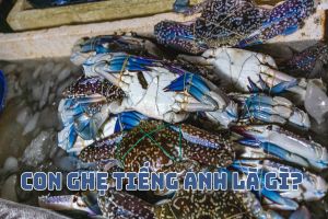 Con ghẹ tiếng Anh là gì? Cách đọc sentinel crab và cách dùng từ chuẩn