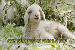 Con cừu tiếng Anh là gì? Cách đọc từ sheep chuẩn và collocation liên quan