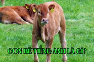 Con bê tiếng Anh là gì? Tên tiếng Anh của các động vật nhỏ khác