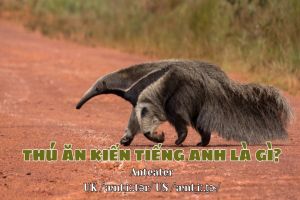 Thú ăn kiến tiếng Anh là gì? Học phát âm anteater theo phiên âm IPA