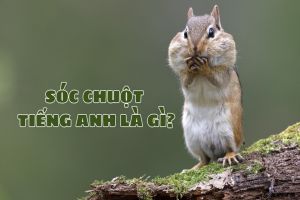Sóc chuột tiếng Anh là gì? Cách đọc từ sóc chuột chipmunk theo 2 giọng