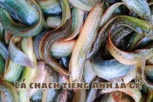 Cá chạch tiếng Anh là gì? Cách phát âm từ loach (cá chạch) theo chuẩn