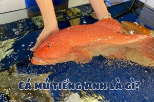 Cá mú tiếng Anh là gì? Các phát âm từ grouper theo 2 giọng chuẩn