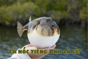 Cá nóc tiếng Anh là gì? Cách đọc đúng từ pufferfish theo phiên âm