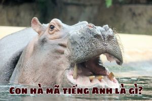 Con hà mã tiếng Anh là gì? Hướng dẫn phát âm và cách dùng từ hippo