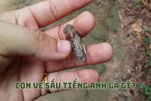 Con ve sầu tiếng Anh là gì? Bản dịch và cách phát âm từ cicada chuẩn