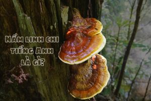 Nấm linh chi tiếng Anh là gì? Cách phát âm và cách dùng từ lingzhi mushroom