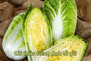 Cải thảo tiếng Anh là gì? Cách phát âm, phân biệt với cabbage và bok choy