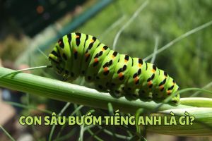 Con sâu bướm tiếng Anh là gì? Phát âm từ caterpillar chuẩn tiếng Anh bản ngữ
