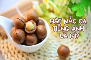 Hạt mắc ca tiếng Anh là gì? Cách đọc từ macadamia nut và nguồn gốc tên goi