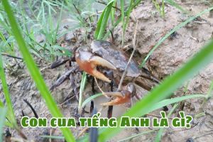 Con cua tiếng Anh là gì? Học cách đọc từ crab theo 2 giọng