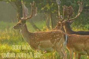 Con nai tiếng Anh là gì? Cách phát âm từ deer như người bản xứ
