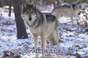 Con sói tiếng Anh là gì? Hướng dẫn phát âm từ wolf theo giọng Anh, Mỹ