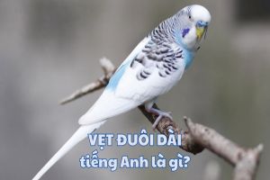 Vẹt đuôi dài tiếng Anh là gì? Cách phát âm và lưu ý khi dùng từ parakeet