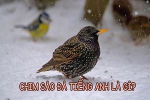 Chim sáo đá tiếng Anh là gì? Cách đọc từ starling chuẩn giọng người bản xứ