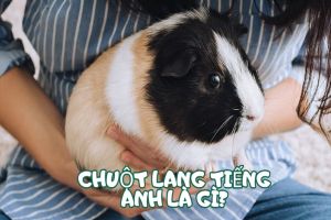 Chuột lang tiếng Anh là gì? Cách phát âm guinea pig và ý nghĩa tên gọi