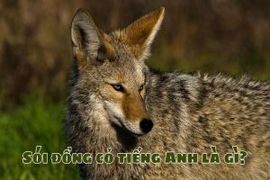 Sói đồng cỏ tiếng Anh là gì? Cách phát âm và từ vựng liên quan đến coyote