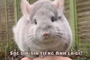Sóc chuột, sóc sin-sin tiếng Anh là gì? Cách đọc chuẩn của từ Chinchilla