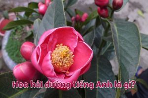 Hoa hải đường tiếng Anh là gì? Cách phát âm Camellia theo giọng quốc tế