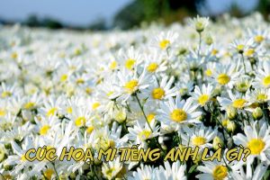 Cúc họa mi tiếng Anh là gì? Học cách phát âm từ daisy chuẩn xác