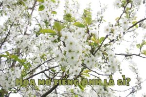 Hoa mơ tiếng Anh là gì? Cách phát âm và dùng từ plum blossom