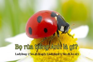 Bọ rùa tiếng Anh là gì? Cách phát âm, sự khác biệt giữa ladybug và ladybird