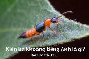 Kiến ba khoang tiếng Anh là gì? Cách phát âm rove beetle và từ vựng liên quan