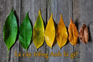 Lá cây tiếng Anh là gì? Hướng dẫn phát âm từ leaf và từ vựng liên quan
