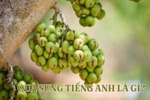 Quả sung tiếng Anh là gì? Cách phát âm, mẫu câu và từ vựng liên quan