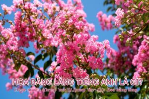 Hoa bằng lăng tiếng Anh là gì? Phát âm và nguồn gốc tên gọi crepe myrtle