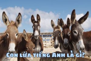 Con lừa tiếng Anh là gì? Cách phát âm từ donkey và cách dùng từ chuẩn