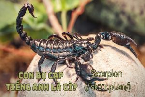 Con bọ cạp tiếng Anh là gì? Cách đọc từ scorpion chuẩn phiên âm IPA
